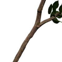 Sturdy Tree Branch